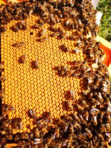 bičių motinėlės gyvenimas